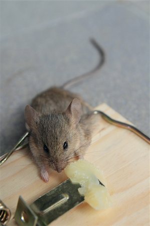 simsearch:400-03992981,k - Mouse trap with real mouse catched eating cheese Stock Photo - Budget Royalty-Free & Subscription, Code: 400-05331998