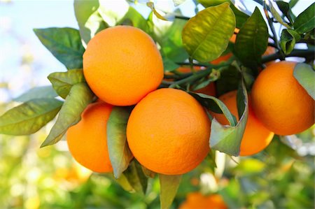 simsearch:400-04433511,k - branch orange tree fruits green leaves in Valencia Spain Stock Photo - Budget Royalty-Free & Subscription, Code: 400-05331991
