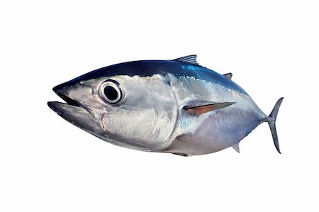 fishing catching equipment - Bluefin tuna isolated on white background real fish Thunnus thynnus Stock Photo - Budget Royalty-Free & Subscription, Code: 400-05332016