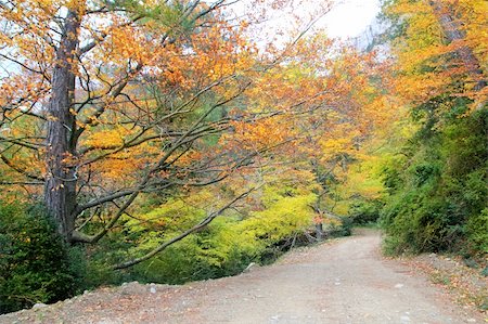 simsearch:400-04743104,k - autumn fall colorful golden yellow leaves beech forest trees Stockbilder - Microstock & Abonnement, Bildnummer: 400-05332017