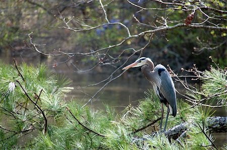 simsearch:400-05332386,k - A large Blue Heron bird roosting on a tree branch Stock Photo - Budget Royalty-Free & Subscription, Code: 400-05332384