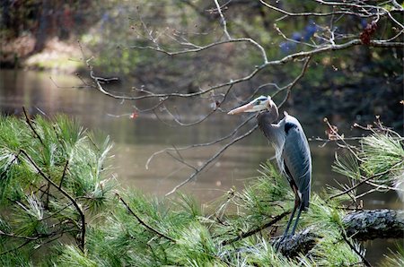 A large Blue Heron bird roosting on a tree branch Photographie de stock - Aubaine LD & Abonnement, Code: 400-05332385