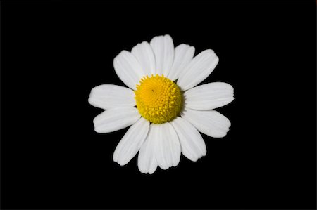 Loves me, loves me not... daisy in springtime, shallow D.o.F. , on black background Foto de stock - Super Valor sin royalties y Suscripción, Código: 400-05332522