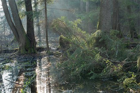 Bialowieza Forest riparian stand in morning with alder and spruce tree illuminated Foto de stock - Super Valor sin royalties y Suscripción, Código: 400-05333239