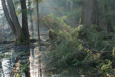 erle - Bialowieza Forest riparian stand in morning with alder and spruce tree illuminated Stockbilder - Microstock & Abonnement, Bildnummer: 400-05333239