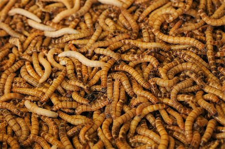 simsearch:400-04989239,k - worms as very natural fish food background Stock Photo - Budget Royalty-Free & Subscription, Code: 400-05333437