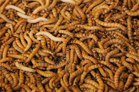 simsearch:400-04989239,k - worms as very natural fish food background Fotografie stock - Microstock e Abbonamento, Codice: 400-05333437