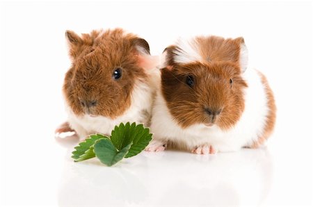 baby guinea pig Stock Photo - Budget Royalty-Free & Subscription, Code: 400-05333776