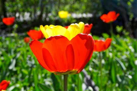 simsearch:400-04576781,k - fresh spring tulips flowers in the yard Photographie de stock - Aubaine LD & Abonnement, Code: 400-05333773