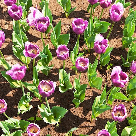 simsearch:400-05701960,k - flowers, tulips Foto de stock - Royalty-Free Super Valor e Assinatura, Número: 400-05344211