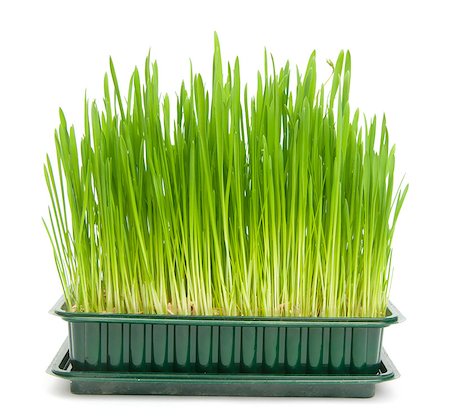 green grass isolated on white Foto de stock - Super Valor sin royalties y Suscripción, Código: 400-05344246