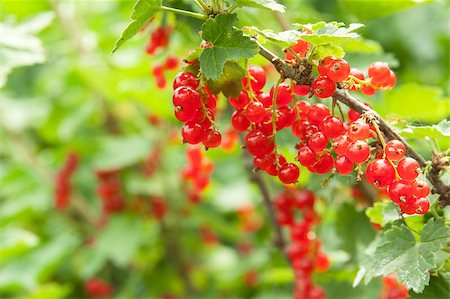 redcurrant on the bush, outdoors Stock Photo - Budget Royalty-Free & Subscription, Code: 400-05344249