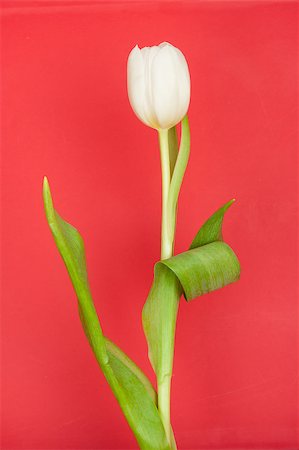 simsearch:400-04340566,k - white tulip on red Photographie de stock - Aubaine LD & Abonnement, Code: 400-05344243
