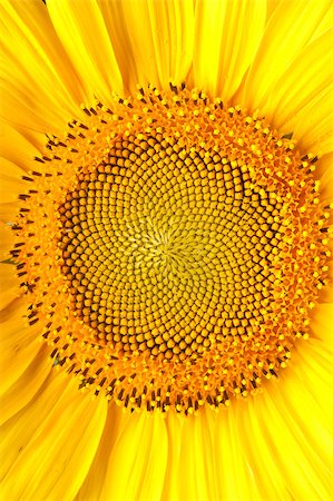 seed black background - yellow sunflower Stock Photo - Budget Royalty-Free & Subscription, Code: 400-05344255