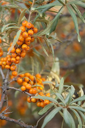 sea-buckthorn Stock Photo - Budget Royalty-Free & Subscription, Code: 400-05344269