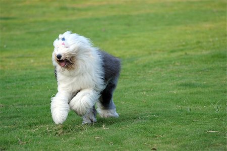 sheep dog - An old English sheepdog running on the lawn Photographie de stock - Aubaine LD & Abonnement, Code: 400-05344289