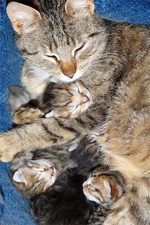 cat with newborn babies kittens sleeping together Stock Photo - Budget Royalty-Free & Subscription, Code: 400-05344339