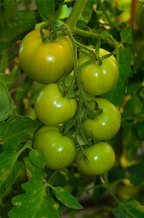 green tomatoes growing on the branches in garden Stock Photo - Budget Royalty-Free & Subscription, Code: 400-05344535