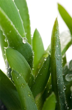 Aloe vera - herbal medicine Stock Photo - Budget Royalty-Free & Subscription, Code: 400-05344583