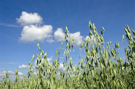 Field of green oats and beautiful blue sky in a background. Stock Photo - Budget Royalty-Free & Subscription, Code: 400-05344675