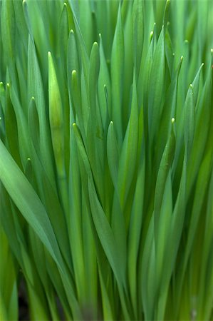 simsearch:400-04524191,k - Closeup view of fresh green grass in spring Stock Photo - Budget Royalty-Free & Subscription, Code: 400-05344859