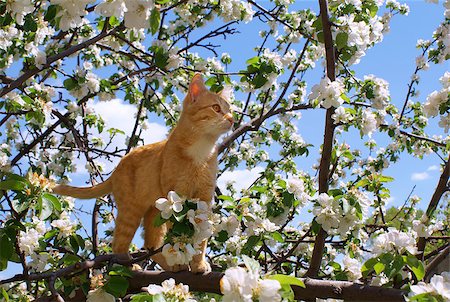 Young ginger cat on blossoming apple tree Stock Photo - Budget Royalty-Free & Subscription, Code: 400-05345014