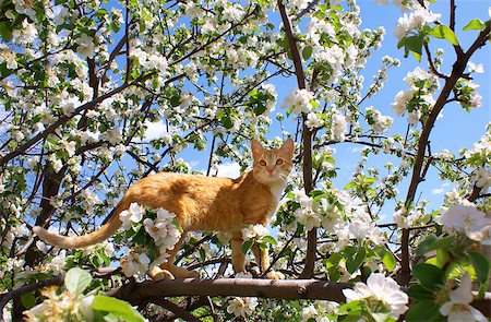 Young ginger cat on blossoming apple tree Stock Photo - Budget Royalty-Free & Subscription, Code: 400-05345015
