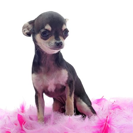 simsearch:400-05888300,k - portrait of a cute purebred  puppy chihuahua with pink feather  in front of white background Stockbilder - Microstock & Abonnement, Bildnummer: 400-05345336