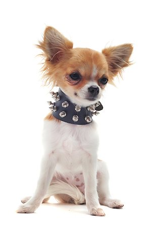 portrait of a cute purebred chihuahua with studded collar in front of white background Photographie de stock - Aubaine LD & Abonnement, Code: 400-05345333
