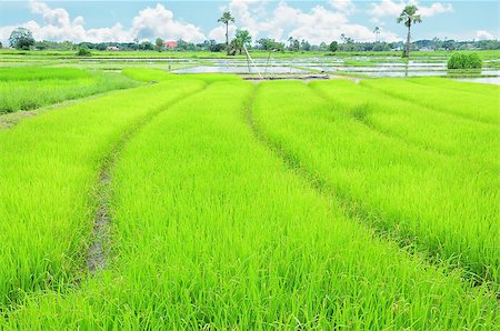 simsearch:400-06077674,k - rice field Stock Photo - Budget Royalty-Free & Subscription, Code: 400-05345493