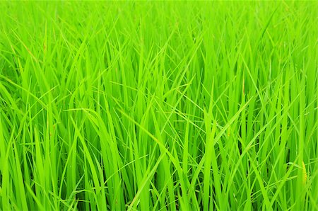 simsearch:400-06077674,k - rice field Stock Photo - Budget Royalty-Free & Subscription, Code: 400-05345515