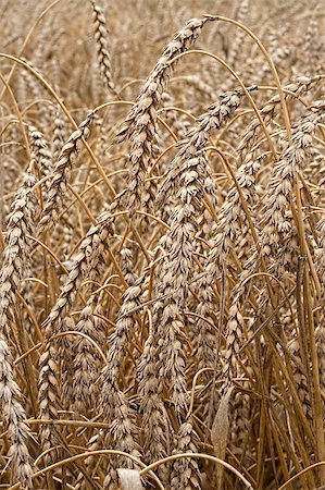 simsearch:400-04896751,k - Closeup of dry wheat ready for harvest Stock Photo - Budget Royalty-Free & Subscription, Code: 400-05345606
