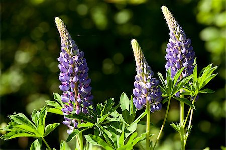 violet and white full-blown lupin on  meadow Stock Photo - Budget Royalty-Free & Subscription, Code: 400-05345615