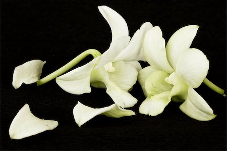 dendrobium orchid - flower white orchid on a black background Stock Photo - Budget Royalty-Free & Subscription, Code: 400-05345928