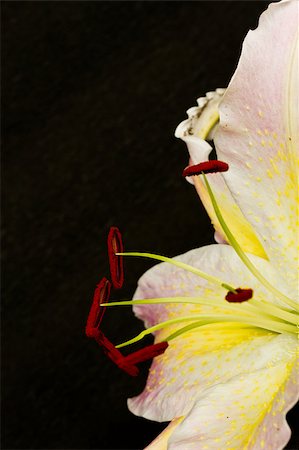simsearch:622-06191177,k - most beautiful lily closeup on a black background Stock Photo - Budget Royalty-Free & Subscription, Code: 400-05345929