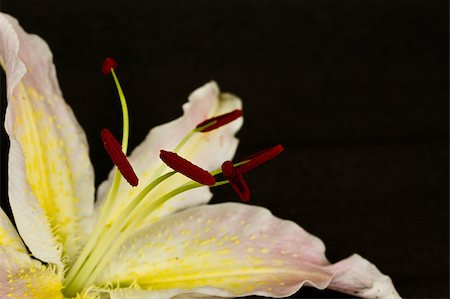 simsearch:622-06191177,k - most beautiful lily closeup on a black background Stock Photo - Budget Royalty-Free & Subscription, Code: 400-05345930