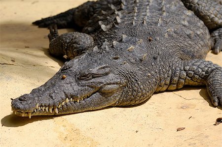 simsearch:400-04574124,k - Crocodile is resting in the sun Stockbilder - Microstock & Abonnement, Bildnummer: 400-05346028