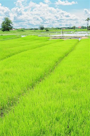 simsearch:400-06077674,k - rice field and blue sky Stock Photo - Budget Royalty-Free & Subscription, Code: 400-05346052