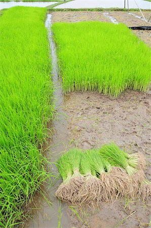 simsearch:400-06077675,k - rice field Stock Photo - Budget Royalty-Free & Subscription, Code: 400-05346053
