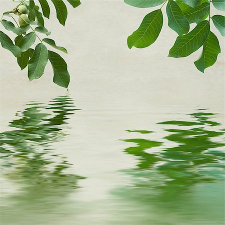 Green leaves and chestnuts reflecting in the water. White background Foto de stock - Super Valor sin royalties y Suscripción, Código: 400-05346401