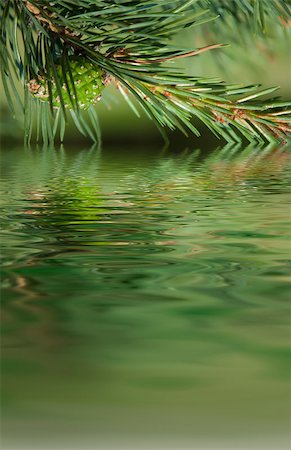 simsearch:400-04344268,k - Pine branches and cone reflecting in the water. Forest close up background Stock Photo - Budget Royalty-Free & Subscription, Code: 400-05346402