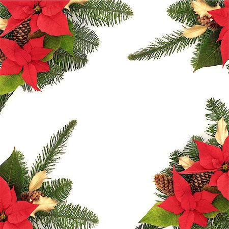 Christmas decorative border of poinsettia flower heads, golden holly, pine cones and spruce fir leaf sprig isolated over white background. Stock Photo - Budget Royalty-Free & Subscription, Code: 400-05346415