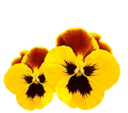 sherjaca (artist) - yellow pansies winter pansy flower isolated on white Fotografie stock - Microstock e Abbonamento, Codice: 400-05346423