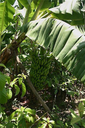 Banana tree on a plantation in the Dominican Republic Stock Photo - Budget Royalty-Free & Subscription, Code: 400-05346567