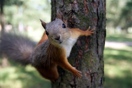 simsearch:400-04695630,k - The small amusing fluffy animal lives in coniferous forests Foto de stock - Super Valor sin royalties y Suscripción, Código: 400-05346614