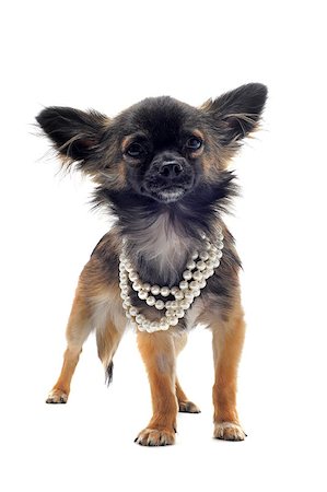 simsearch:400-06391494,k - portrait of a cute purebred chihuahua with pearl collar in front of white background Fotografie stock - Microstock e Abbonamento, Codice: 400-05346702