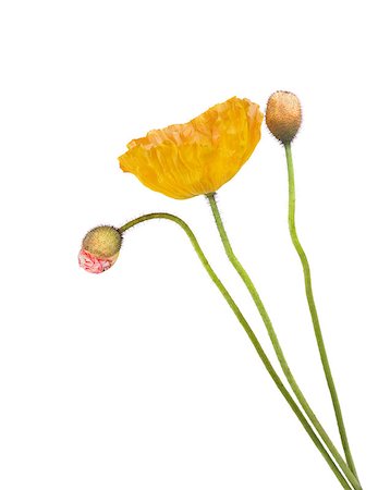 simsearch:400-04447253,k - yellow and pink poppies isolated on white background Stock Photo - Budget Royalty-Free & Subscription, Code: 400-05346860