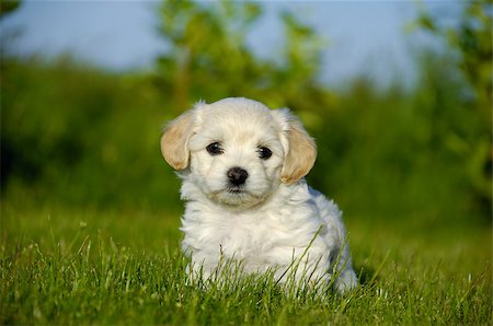 simsearch:400-03979341,k - A Bichon Havanais puppy resting in the sun Stock Photo - Budget Royalty-Free & Subscription, Code: 400-05346880