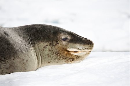 simsearch:400-04299241,k - Close up of baby seal resting. Antarctica Stock Photo - Budget Royalty-Free & Subscription, Code: 400-05346898