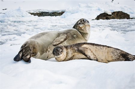 simsearch:400-04299241,k - Baby seal close to his mom. Antarctica Stock Photo - Budget Royalty-Free & Subscription, Code: 400-05346899